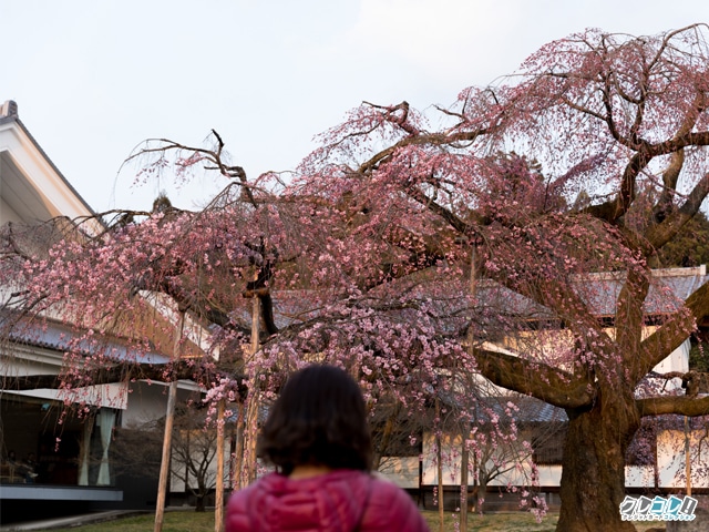 霊宝館　醍醐深雪桜