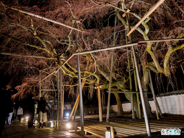 三宝院　太閤しだれ桜の夜間ライトアップ