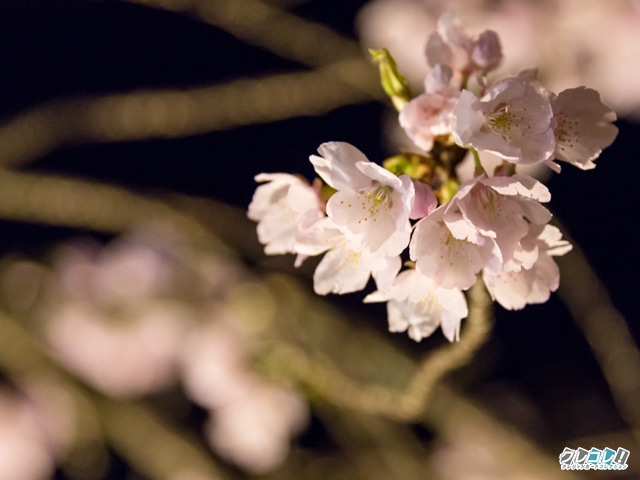 醍醐寺の夜桜