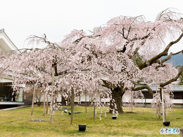 霊宝館 醍醐深雪桜