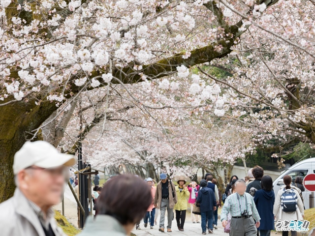 醍醐寺 霊宝館前参道