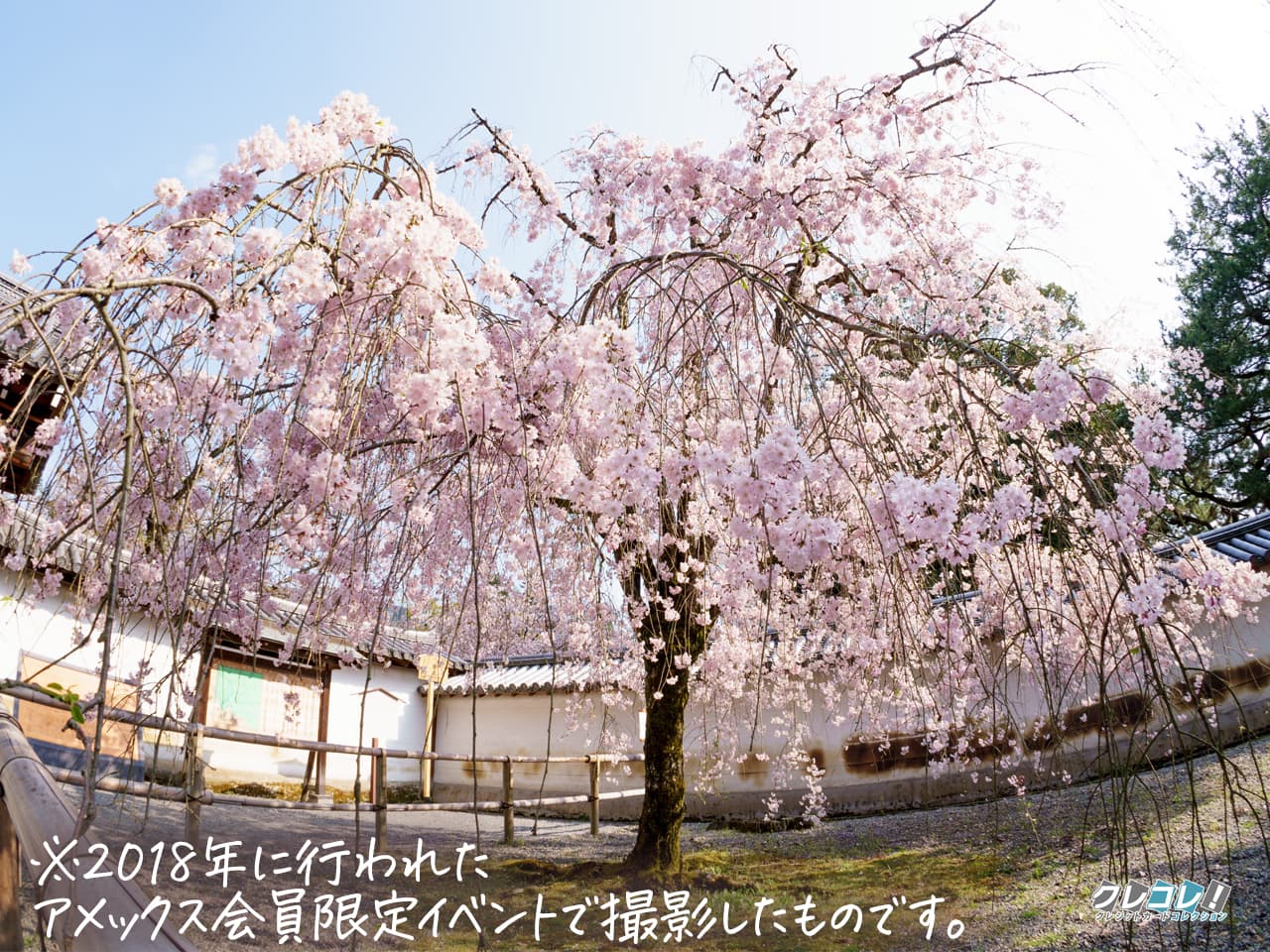 日中の桜