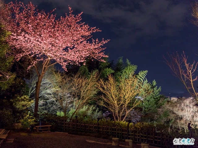 台所坂前の桜