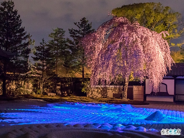 高台寺の桜（シダレザクラ）