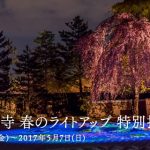 高台寺の桜の万華鏡ライトアップ！春の特別拝観2017の紹介／写真20枚