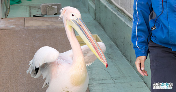 ペリカンぺたぺたウォーキング